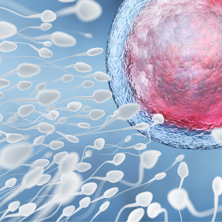 illustration of sperm fertilizing an egg